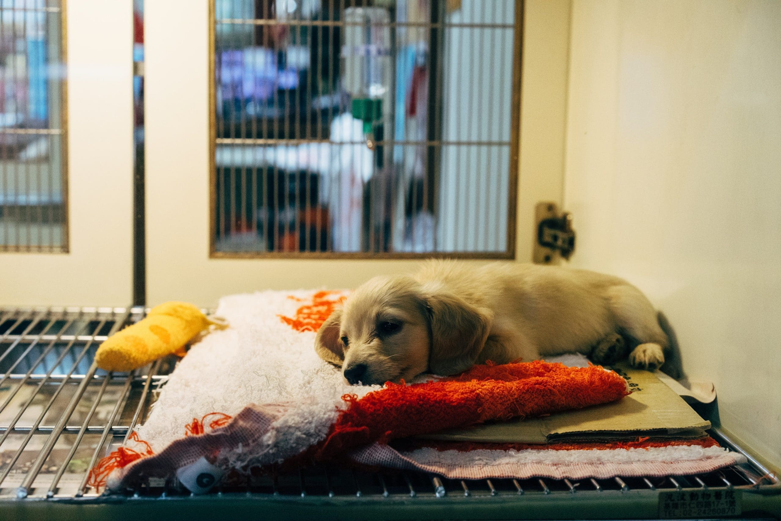 Reach More Clients With Advanced Vet Marketing Agency Strategies