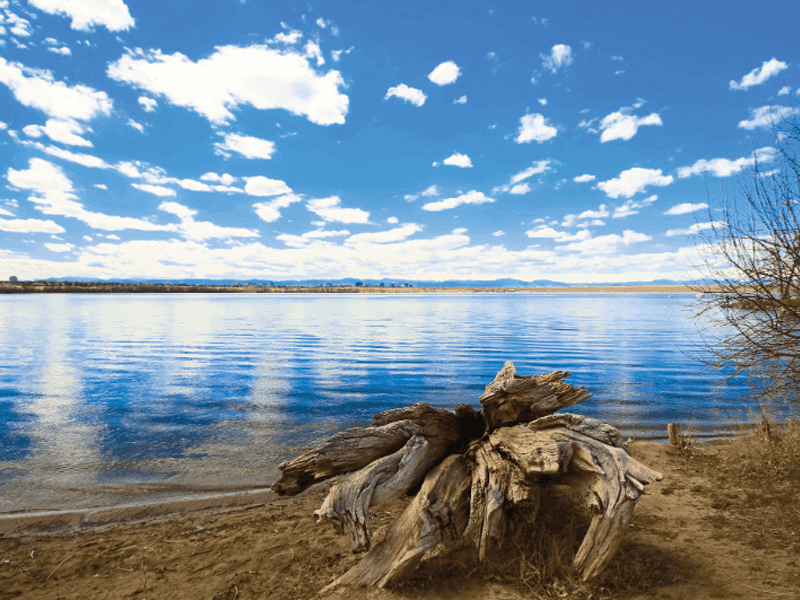 A large weathered tree stump sits on a sandy shore beside a calm lake with clear blue water, under a bright blue sky scattered with white clouds. Sparse bushes are visible on the right.