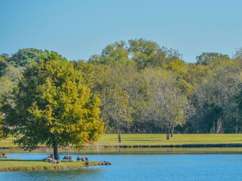 A calm lake bordered by green grass and trees under a clear blue sky. Birds are gathered on the grassy shore near a large tree, and dense forest can be seen in the background.