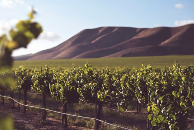 California Winery