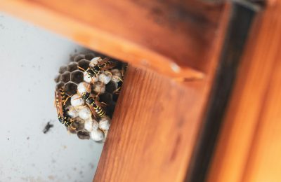 Dominating the Generative Search Era: The Ultimate Guide for Exterminators