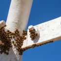 Launch Your Pest Control Business Online: A Step-by-Step SEO Roadmap for Beginners
